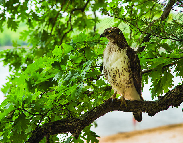 Temple Akiba Camp website design