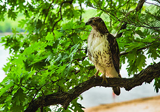 Temple Akiba Camp website design