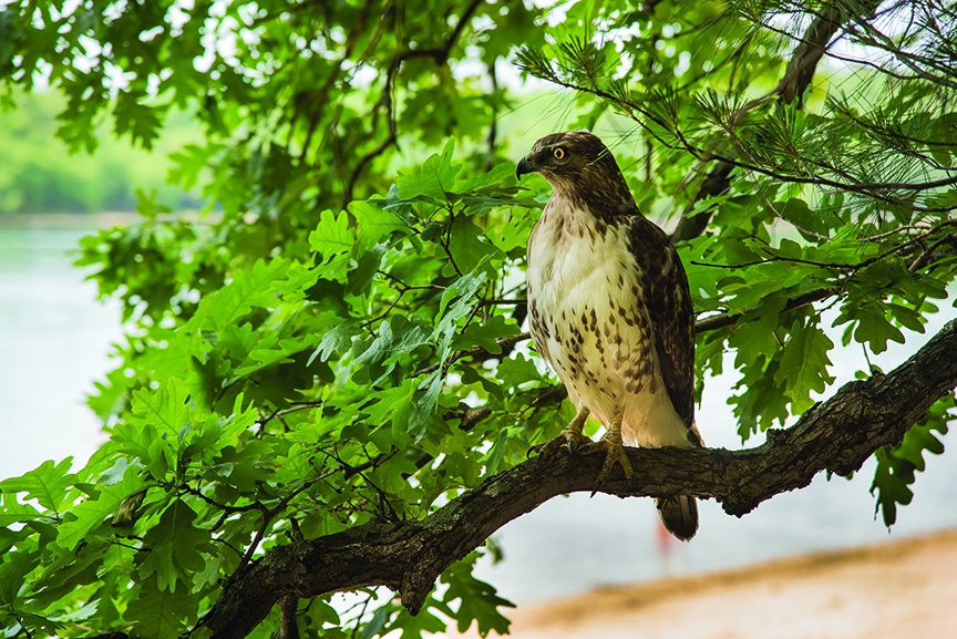 Temple Akiba Camp website design