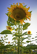 Temple Akiba Camp website design