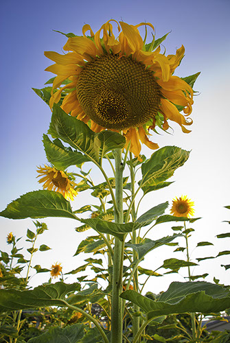 Temple Akiba Camp website design