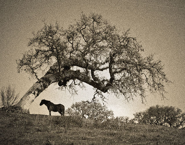 Temple Akiba Camp website design