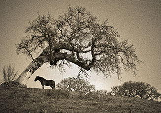 Temple Akiba Camp website design