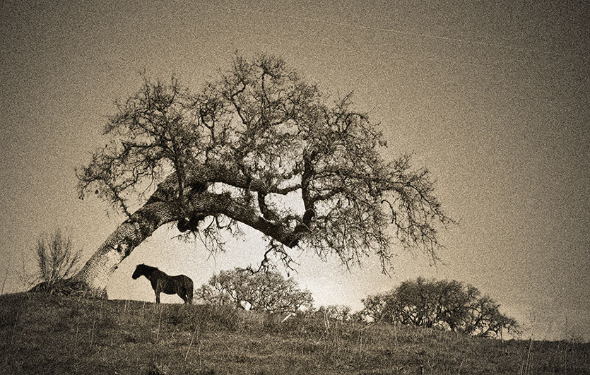 Temple Akiba Camp website design