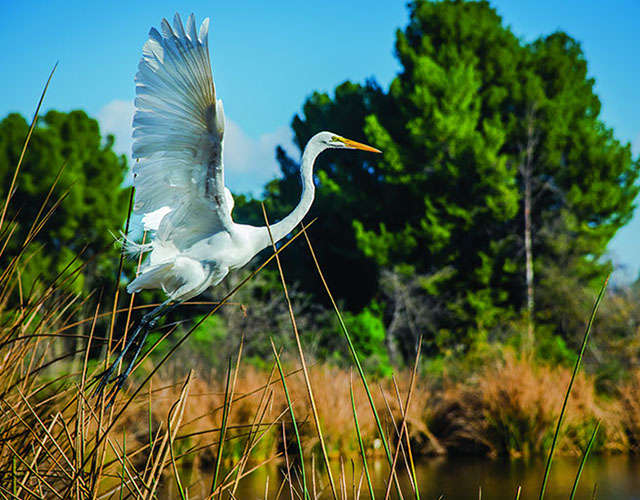 Temple Akiba Camp website design