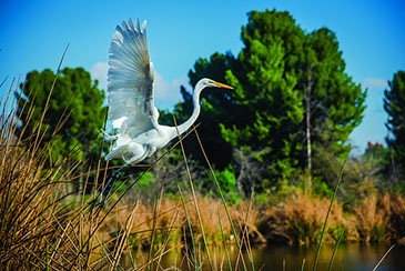 Temple Akiba Camp website design